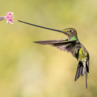 Sword-billed Hummingbird
